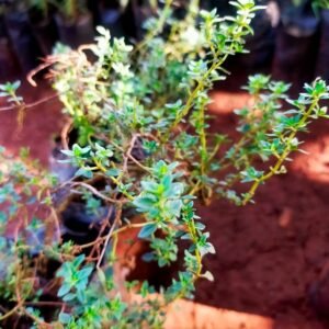 Thyme
