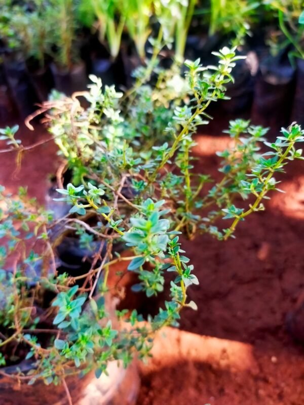 Thyme