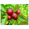 Cherry Guava Seedlings