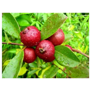 Cherry Guava Seedlings
