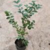 Jabuticaba (Brazilian Grape Tree) Seedlings