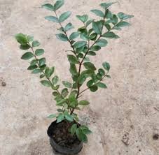 Jabuticaba (Brazilian Grape Tree) Seedlings