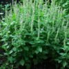 Holy Basil Herb Seedlings
