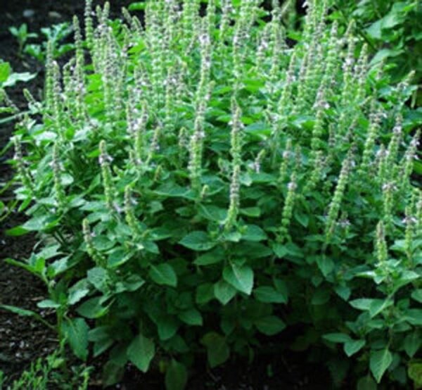 Holy Basil Herb Seedlings