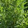 Candyleaf (Stevia) Herb Seedlings