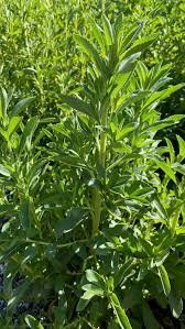 Candyleaf (Stevia) Herb Seedlings