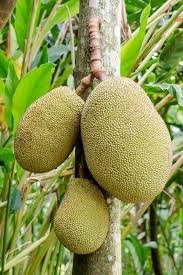 Jackfruit Seedlings