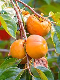 Persimmon Fruit Seedlings