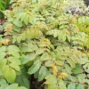 Nandi Flame tree seedlings (African Tulip)