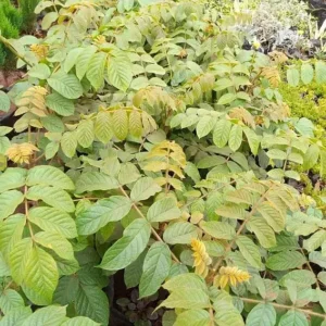 Nandi Flame tree seedlings (African Tulip)