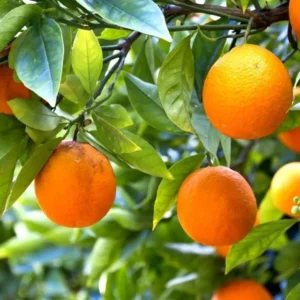 Minneola Tangelo Orange Seedlings