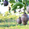 Grafted purple Fruit Seedlings