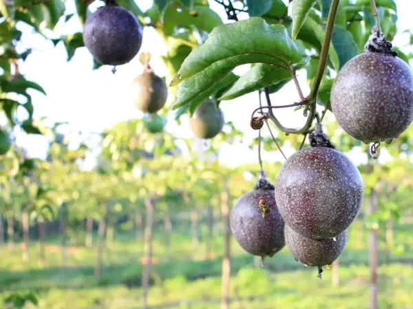 Grafted purple Fruit Seedlings