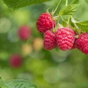 rapsberry seedlings