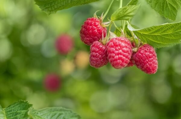 rapsberry seedlings