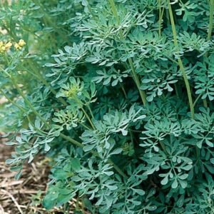 Garden Rue Herb Seedlings