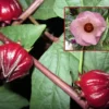 Hibiscus Herb Seedlings