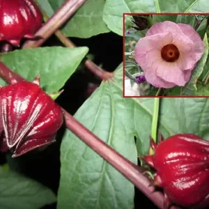 Hibiscus Herb Seedlings