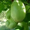 Giant Granadilla Seedlings ( Badea Fruit)